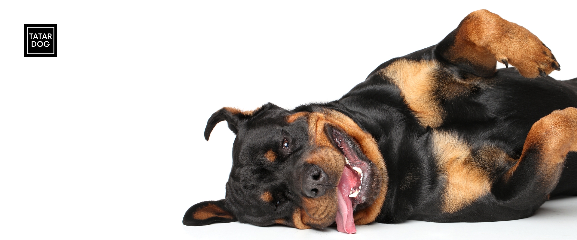 Rasa psa - Rottweiler